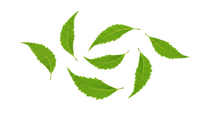 Seven neem leaves rotating isolated on transparent background