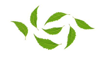 Seven neem leaves rotating isolated on transparent background