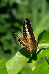Butterfly Resting on Green Leaf in Natural Light