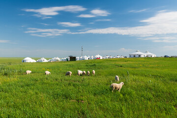 The landscape of sheep herds on the Horonor Grassland in Hulunbuir City, Inner Mongolia Autonomous Region, China
