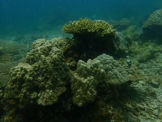 Coral found at coral reef area at beautiful Island in Malaysia