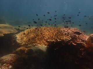 Coral found at coral reef area at beautiful Island in Malaysia