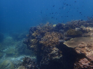Coral found at coral reef area at beautiful Island in Malaysia