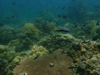 Coral found at coral reef area at beautiful Island in Malaysia