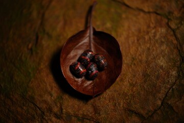 Close-up of small dark red and black seeds resting on a dried brown leaf against a textured earthy background