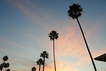 Tall palm trees silhouetted against a pastel-colored sky at sunset with soft clouds and a peaceful atmosphere
