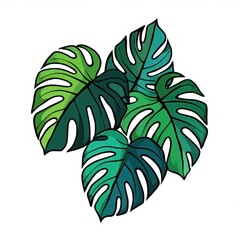 Illustration of five large tropical monstera leaves in various shades of green with prominent holes and lobes on a white background