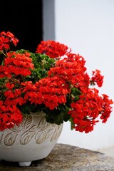 Bright red geranium flowers blooming abundantly in an ornate beige ceramic pot placed on a rustic stone surface against a white and dark background