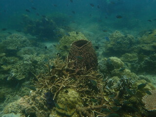 Coral found at coral reef area at beautiful Island in Malaysia