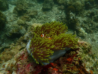 Coral found at coral reef area at beautiful Island in Malaysia