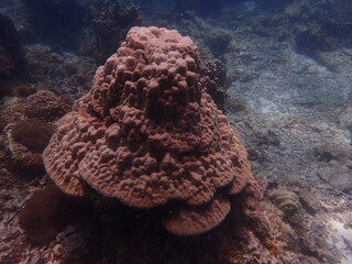 Beautiful coral found at coral reef area in Malaysia