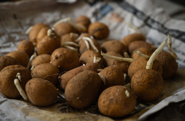 Potato sprouts, preparation for farming, seed potatoes, close up