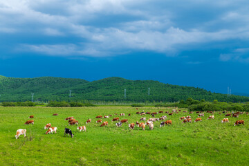 The herd of cattle on the vast grassland of Hulunbuir in Inner Mongolia Autonomous Region, China