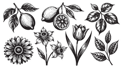 Obraz premium Elegant Botanical Illustrations: Black & White Floral Designs for Print & Web