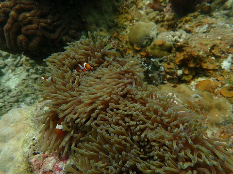 Anemony and fish anemony found at coral reef area at beautiful Island in Malaysia