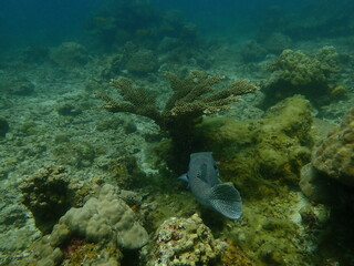 Puffer fish found at coral reef area at beautiful Island in Malaysia