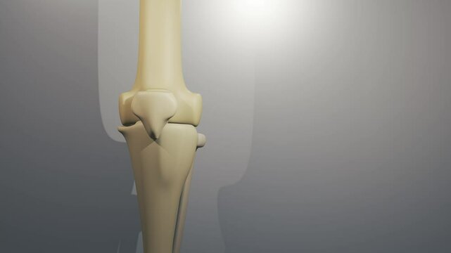 Cinematic Animation of a Knee Joint

No AI was used in the making of this clip. Clip rendered in Blender and After Effects.