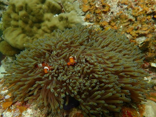 Sea anemonies and nemo fish found at coral reef area at beautiful Island in Malaysia