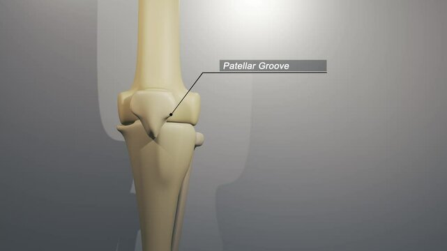Cinematic Knee Animation - Patellar Groove Typography

No AI was used in the making of this clip. Clip rendered in Blender and After Effects.