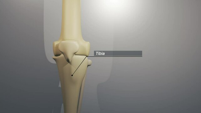  Cinematic Knee Animation - Tibia Typography

No AI was used in the making of this clip. Clip rendered in Blender and After Effects.