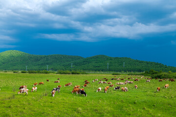 The herd of cattle on the vast grassland of Hulunbuir in Inner Mongolia Autonomous Region, China