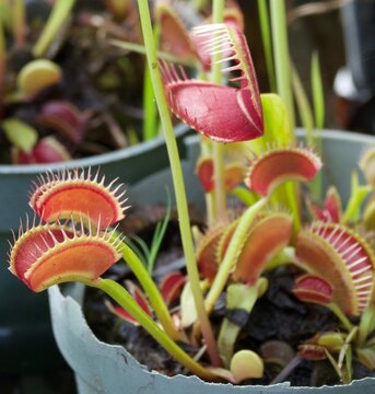 Venus flytrap plants
