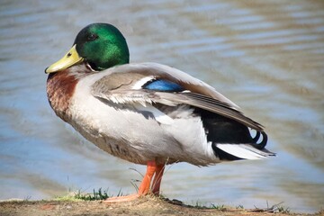 Mallard duck
