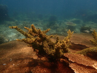 Coral found at coral reef area at beautiful Island in Malaysia