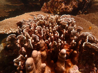 Coral found at coral reef area at beautiful Island in Malaysia