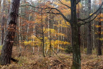 jesienny szum wiatru w lesie © © Jakacki