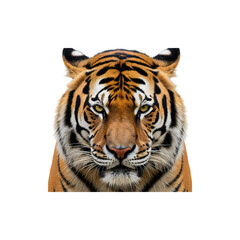 Naklejka premium Fierce Bengal tiger staring directly with intense golden eyes