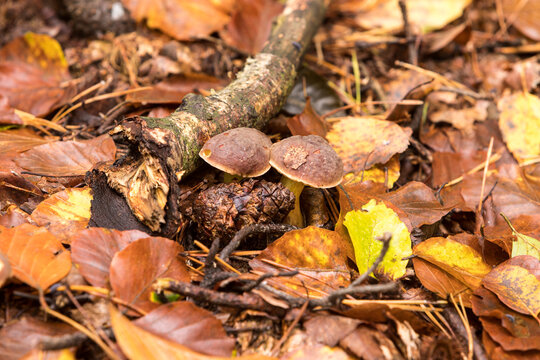 grzyby, Suchogrzybek opr&oacute;szony, borowik opr&oacute;szony, Xerocomellus pruinatus