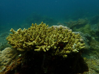 Coral found at coral reef area at beautiful Island in Malaysia