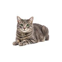 Obraz premium Gray tabby cat lying down and staring curiously