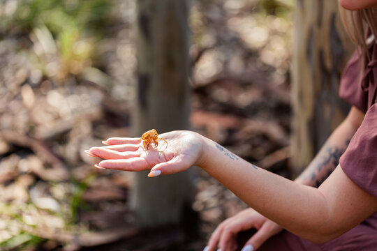 First Nations Australian woman holding cicada bug skin on hand in native bushland