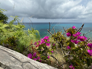 seascape, Italy, Calabria, road to the sea among blooming oleanders