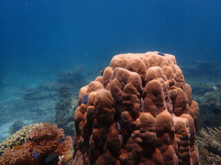Coral found at coral reef area at beautiful Island in Malaysia