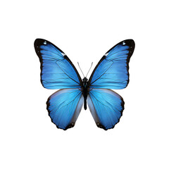 Obraz premium Bright blue butterfly with open wings facing up