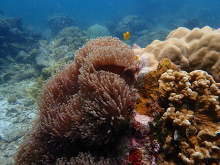 Coral found at coral reef area at beautiful Island in Malaysia