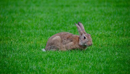 Lonely rabbit in a beautiful green field