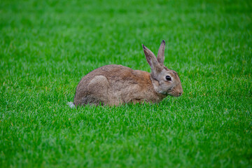 Lonely rabbit in a beautiful green field
