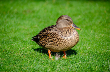 The female mallard duck (Anas platyrhynchos) is an elegant water bird with vibrant plumage. It lives in rivers and lakes and stands out for its adaptation and agile flight.