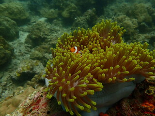 Coral found at coral reef area at beautiful Island in Malaysia