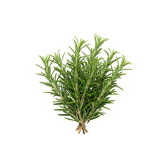 Obraz premium Fresh rosemary sprigs in a bunch