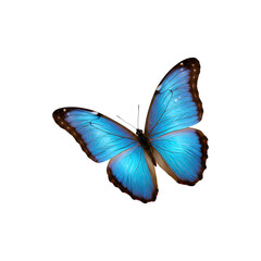 Fototapeta premium Vibrant blue butterfly with open wings isolated on white background
