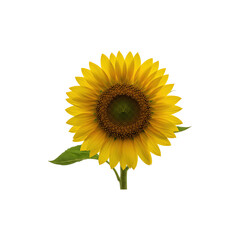Obraz premium Bright yellow sunflower in full bloom