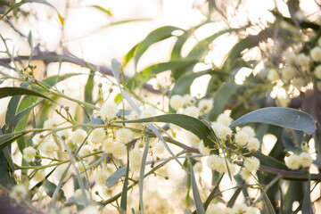Soft sunlight coming through leaves and wattle on a bush