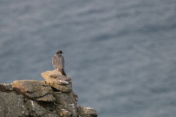 Peregrine Falcon