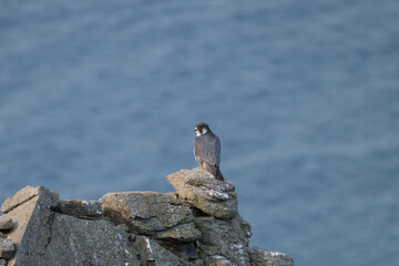 Peregrine Falcon