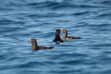 Rhinoceros Auklet swimming